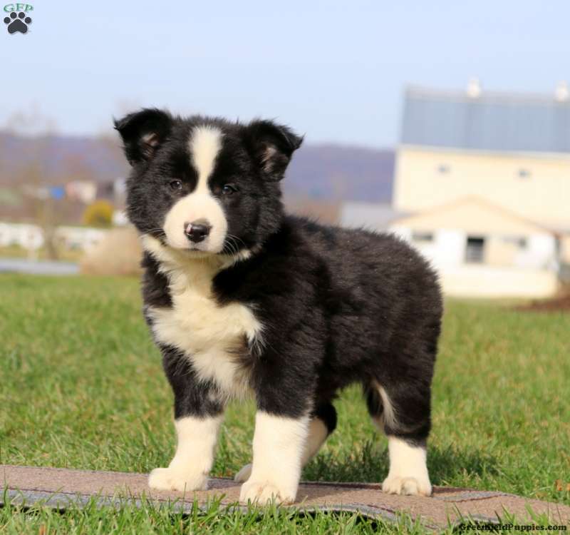 Border Collie Puppies For Sale Greenfield Puppies Border Collie Puppies For Sale Greenfield Puppies