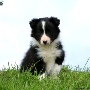 Border Collie