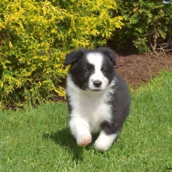 Border Collie Puppies for Sale - Keystone Puppies