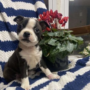 Boston Terrier