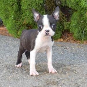 Boston Terrier