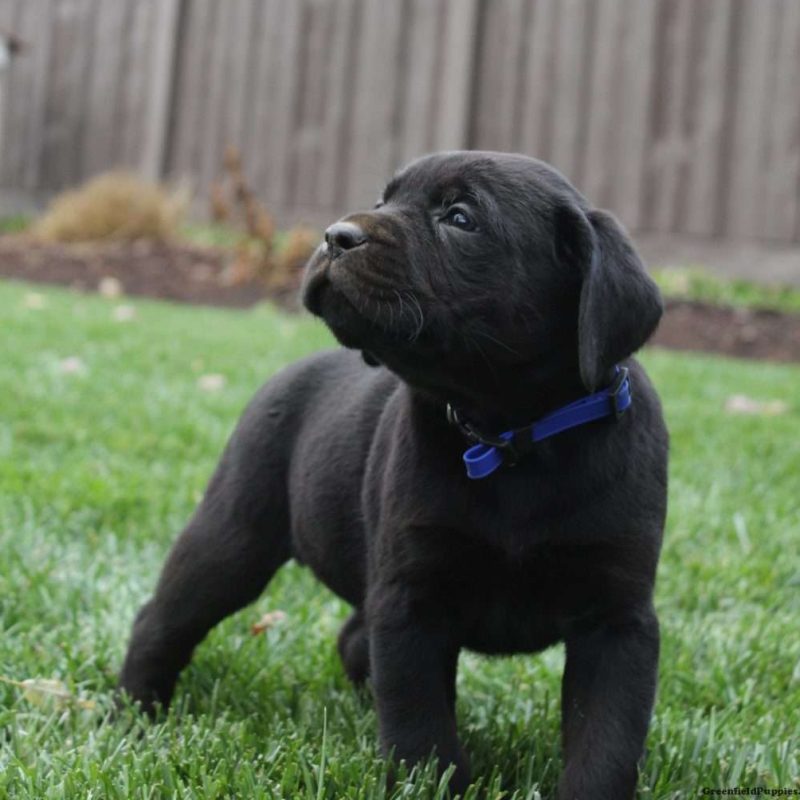 Boxador Puppies For Sale | Greenfield Puppies