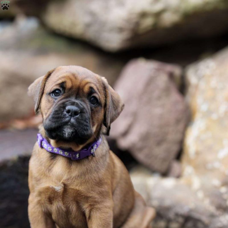 Boxador Puppies For Sale Greenfield Puppies