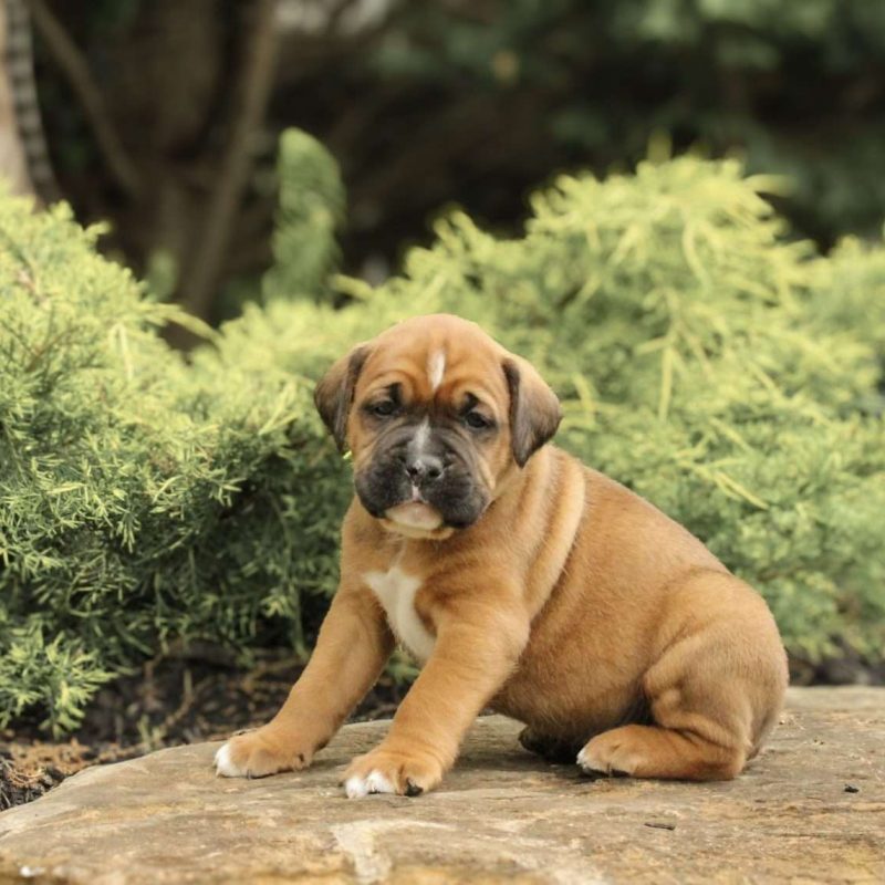 Boxador Puppies For Sale | Greenfield Puppies