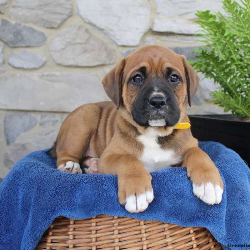 Boxador Puppies For Sale | Greenfield Puppies