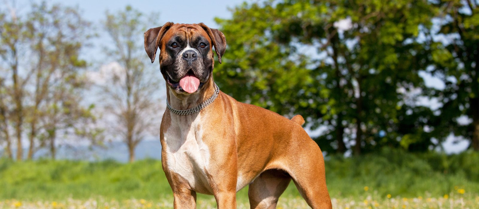 boxer dog standing proudly in a clearing