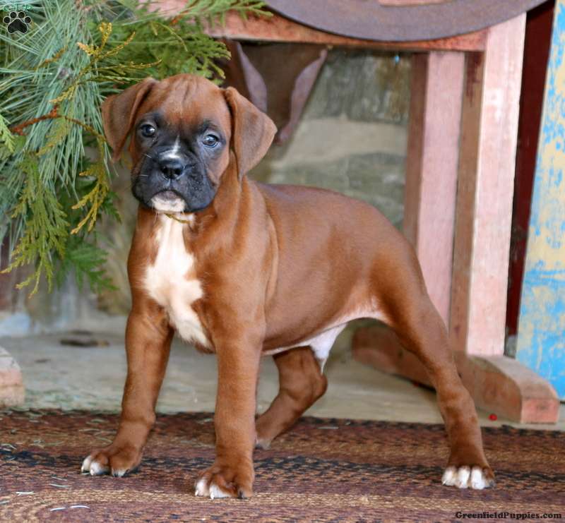 Boxer Puppies For Sale Greenfield Puppies