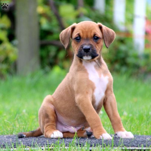 boxer hound lab mix puppies