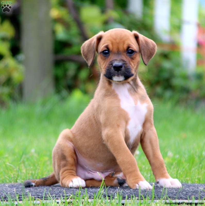 boxer terrier mix full grown