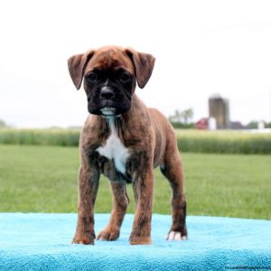 Boxer