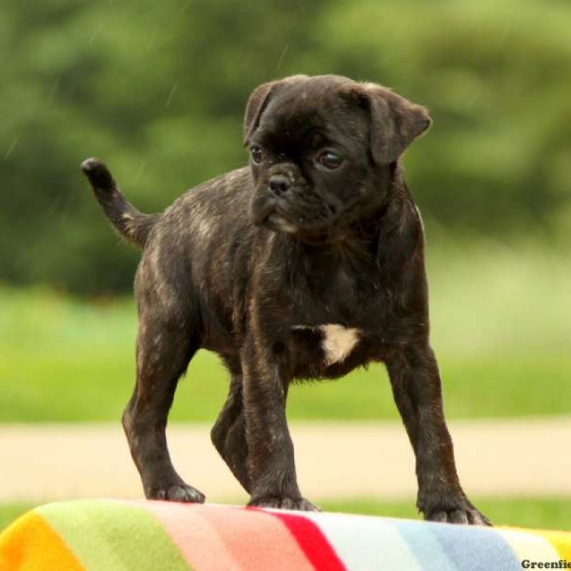 Bugg Puppies For Sale Greenfield Puppies