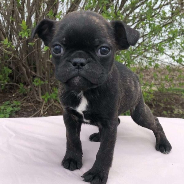 Bugg