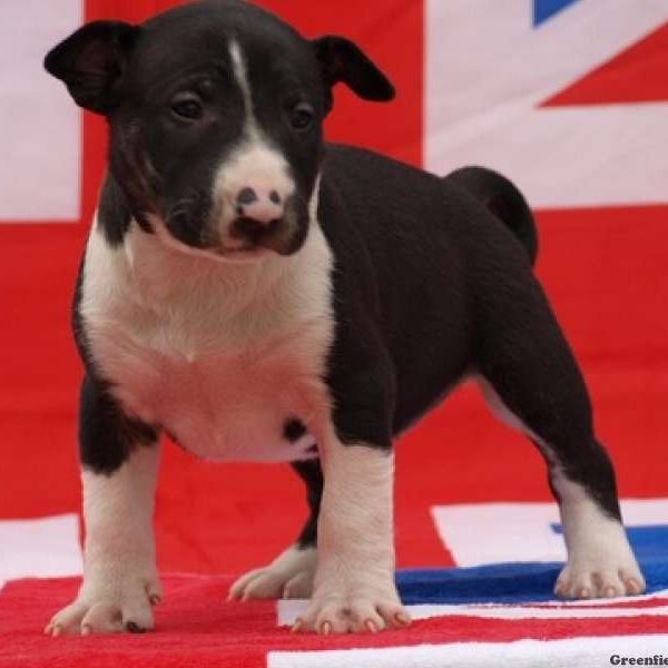 Bull Terrier Puppy