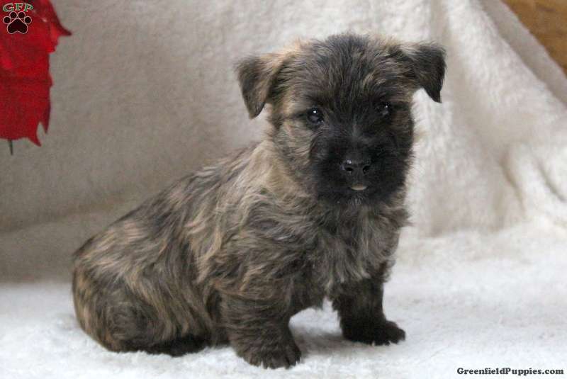 værktøj besked Utålelig Cairn Terrier Puppies For Sale | Greenfield Puppies