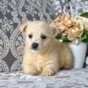 Cairn Terrier Mix