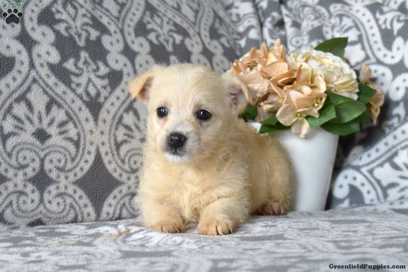 Puppies For Sale Cairn Terrier Pug Mix Cairn Terrier Chihuahua Mix