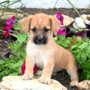 Cairn Terrier Mix Puppies for Sale | Greenfield Puppies