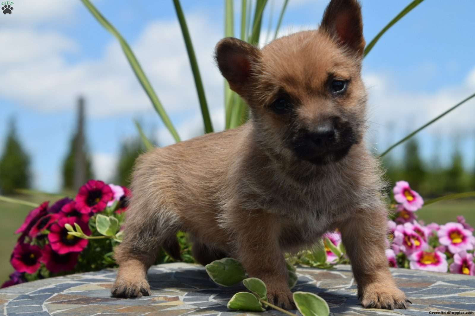 Cairn puppies for fashion