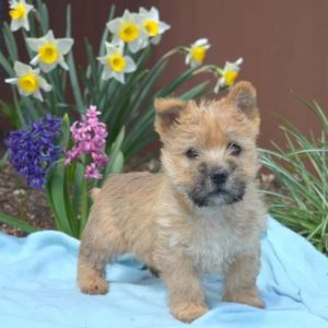 Cairn Terrier
