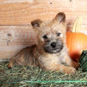 Cairn Terrier