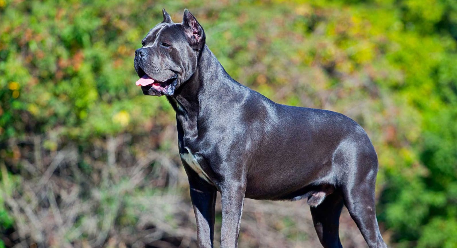 How Much Does A Cane Corso Italian Mastiff Cost