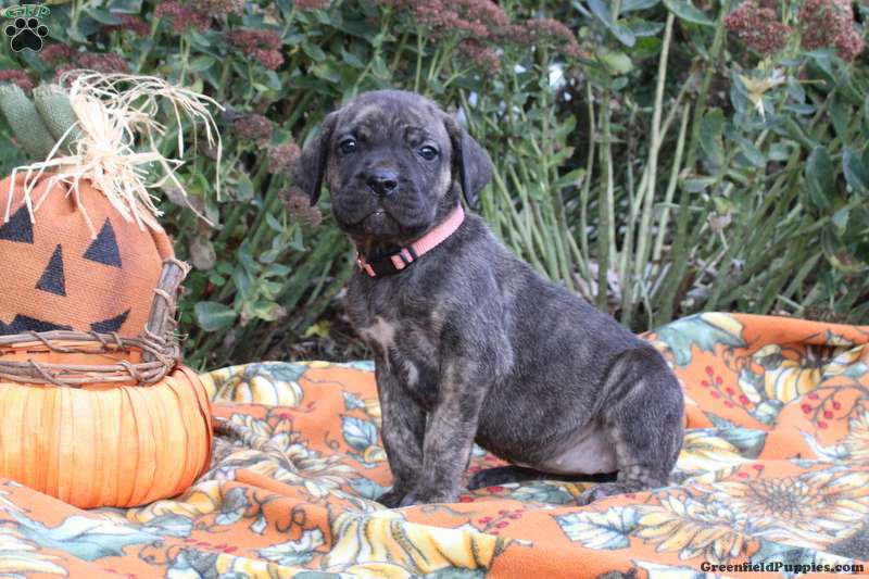 Cane Corso Mix Puppies For Sale