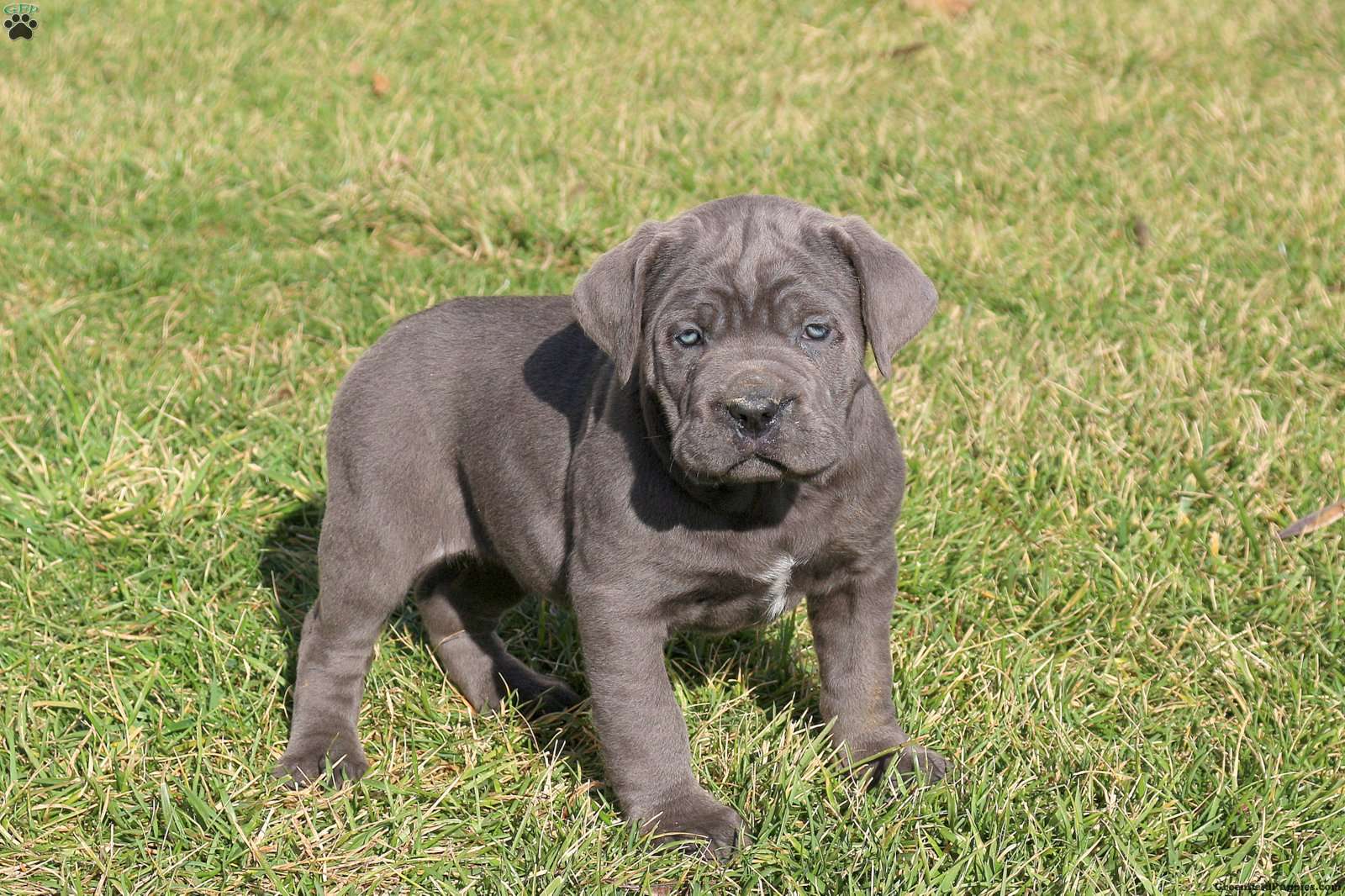 Cane Corso Pitbull