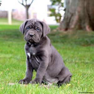 Cane Corso