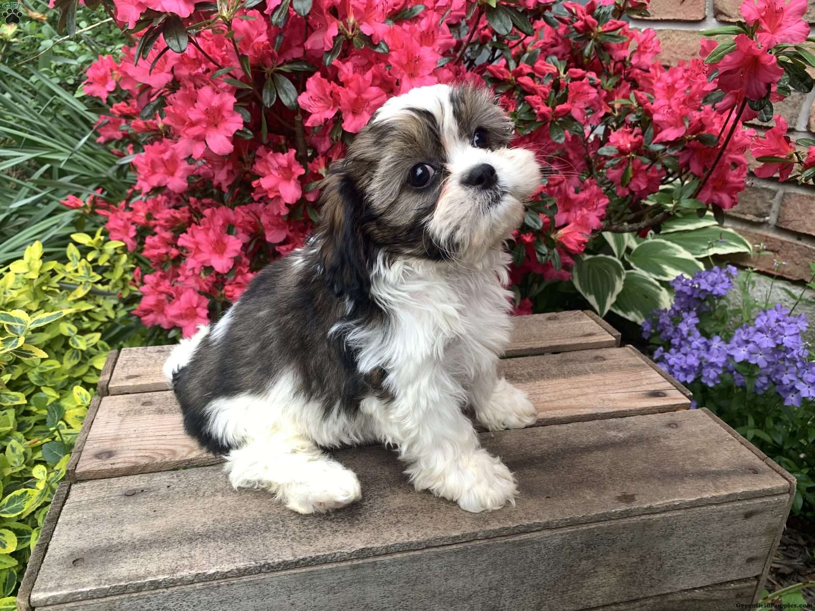 Shih tzu cavalier orders for