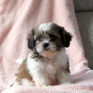 Cava-Tzu Puppies For Sale | Greenfield Puppies