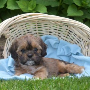 Cava-Tzu