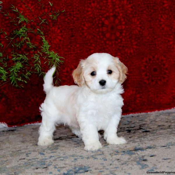 Cavachon