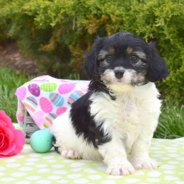 Cavachon