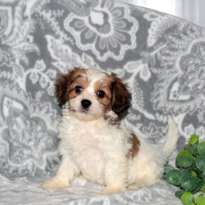 Cavachon