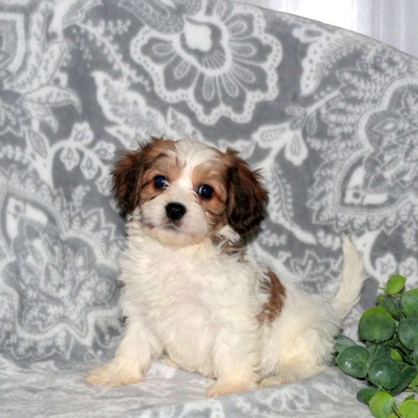 Cavachon