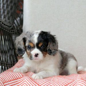 Cavalier King Charles Mix