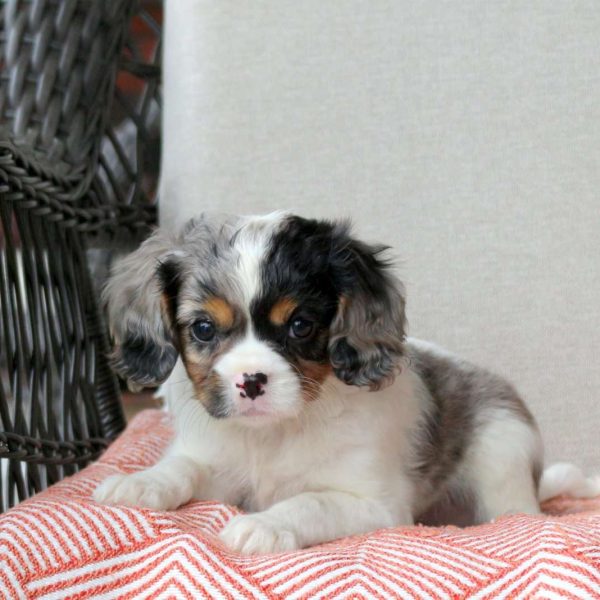 Cavalier King Charles Mix