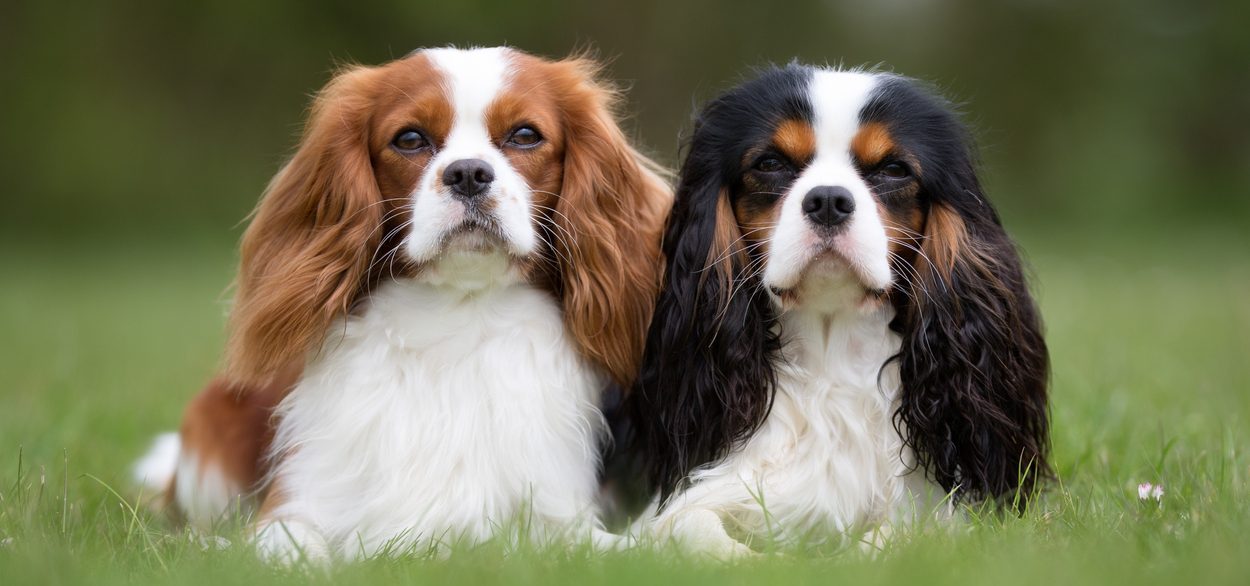 two adult cavalier king charles spaniels lying in the grass