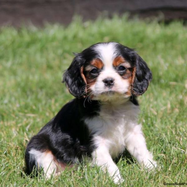 View & Explore All Dog Breeds | Greenfield Puppies