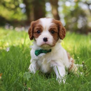 Cavalier King Charles Spaniel