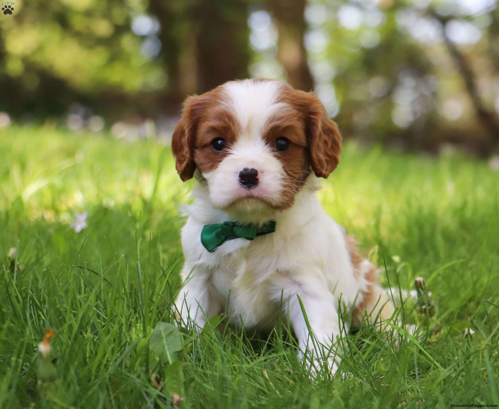 Cavalier King Charles Spaniel Puppies For Sale