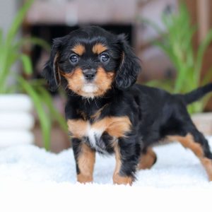 Cavalier King Charles Spaniel