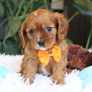 Cavalier King Charles Spaniel