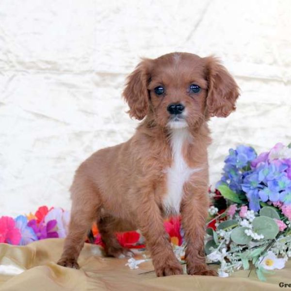 Cavalier King Charles Mix