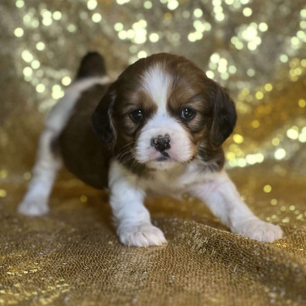 Cavalier King Charles Mix