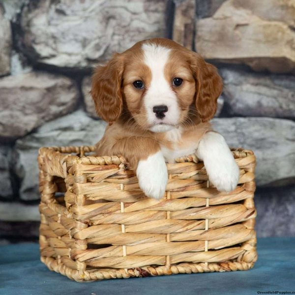 Cavalier King Charles Mix