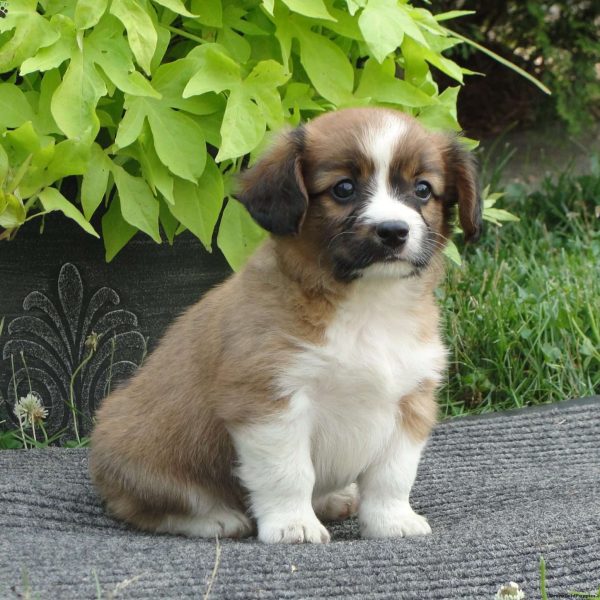 Cavalier King Charles Mix