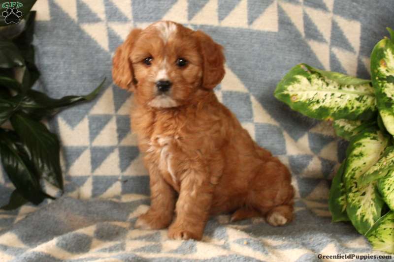 stempel peave Forbavselse Cavalier King Charles Mix Puppies For Sale | Greenfield Puppies