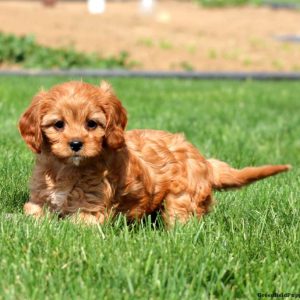 Cavapoo