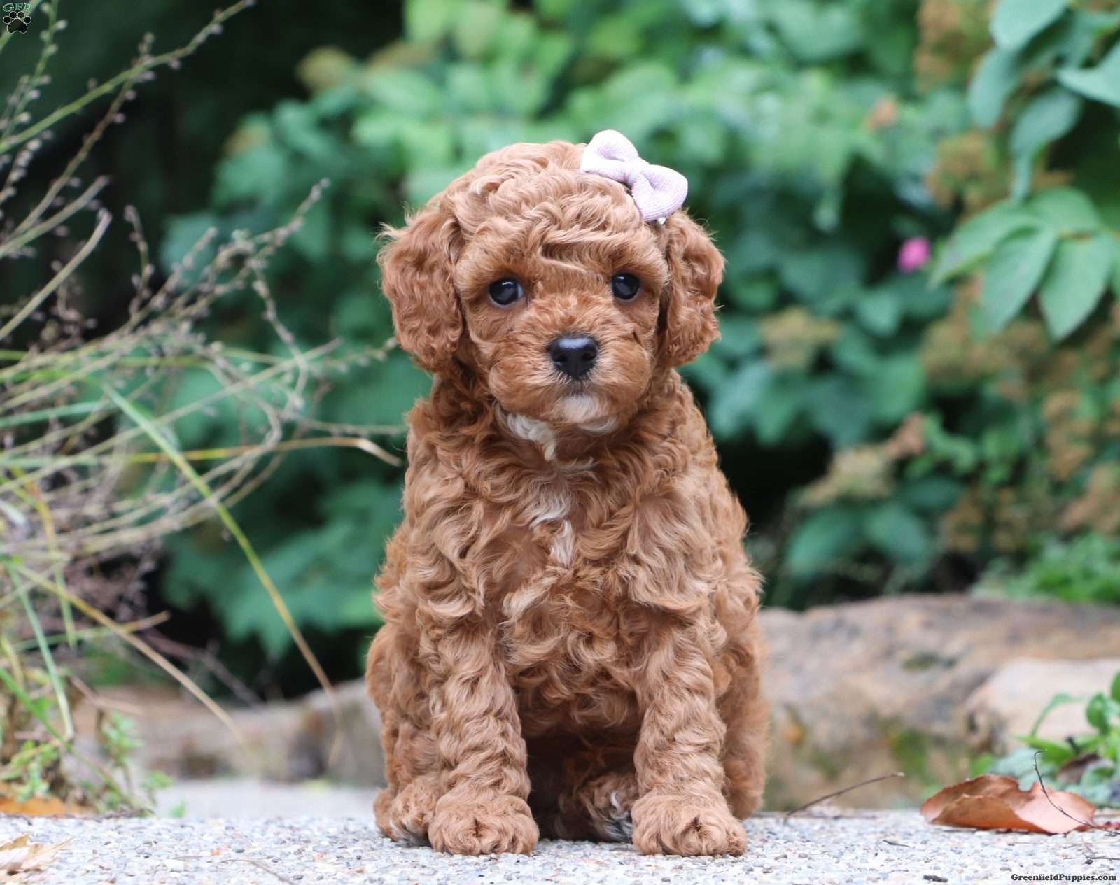 cavalier king charles spaniel poodle mix